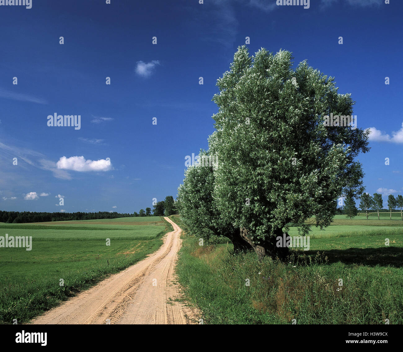 La Polonia, la Masuria - paese lane, alberi, prati, Europa, Mazury, ex Prussia orientale, morena terminale scenario, massa morena, paesaggi, natura, paesaggi, alberi, boschi di latifoglie, campo, campi titolo, estate Foto Stock