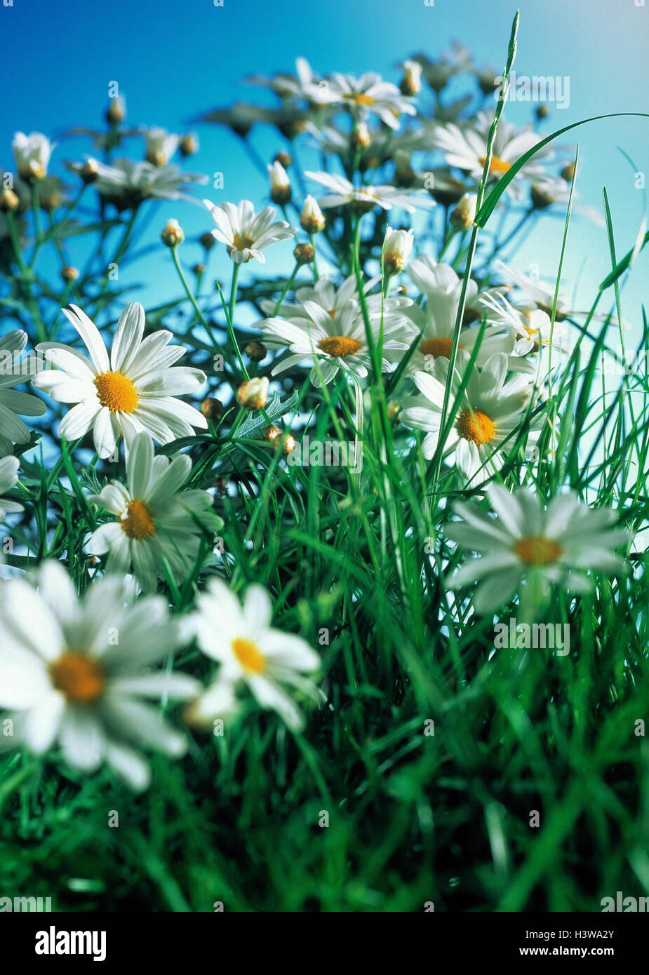 Oxeye daisys, crisantemo leucanthemum, fiori, fiori, prato, erba, fiori di prato, blossom, crisantemo, fiori di prato Foto Stock