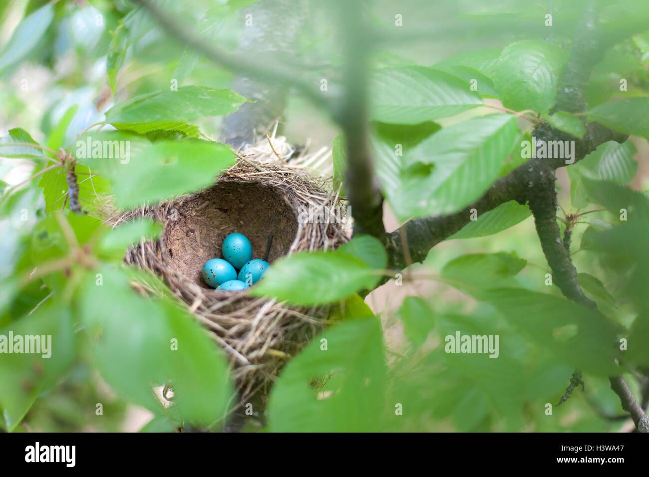 Uova di colore blu in ciliegio nido Foto Stock
