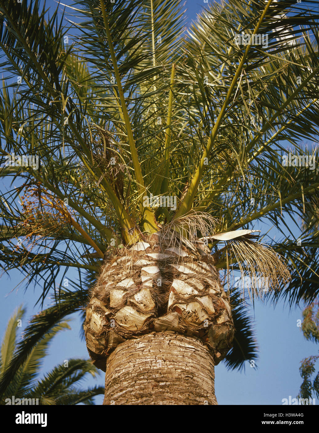 Data canarie palm, Phoenix canariensis, close up, natura botanica, impianti, palm, data palm, dettaglio Fiederpalme, Arecaceae, Palmae, piante di legno, einkeimblättrig, dal di sotto, Foto Stock