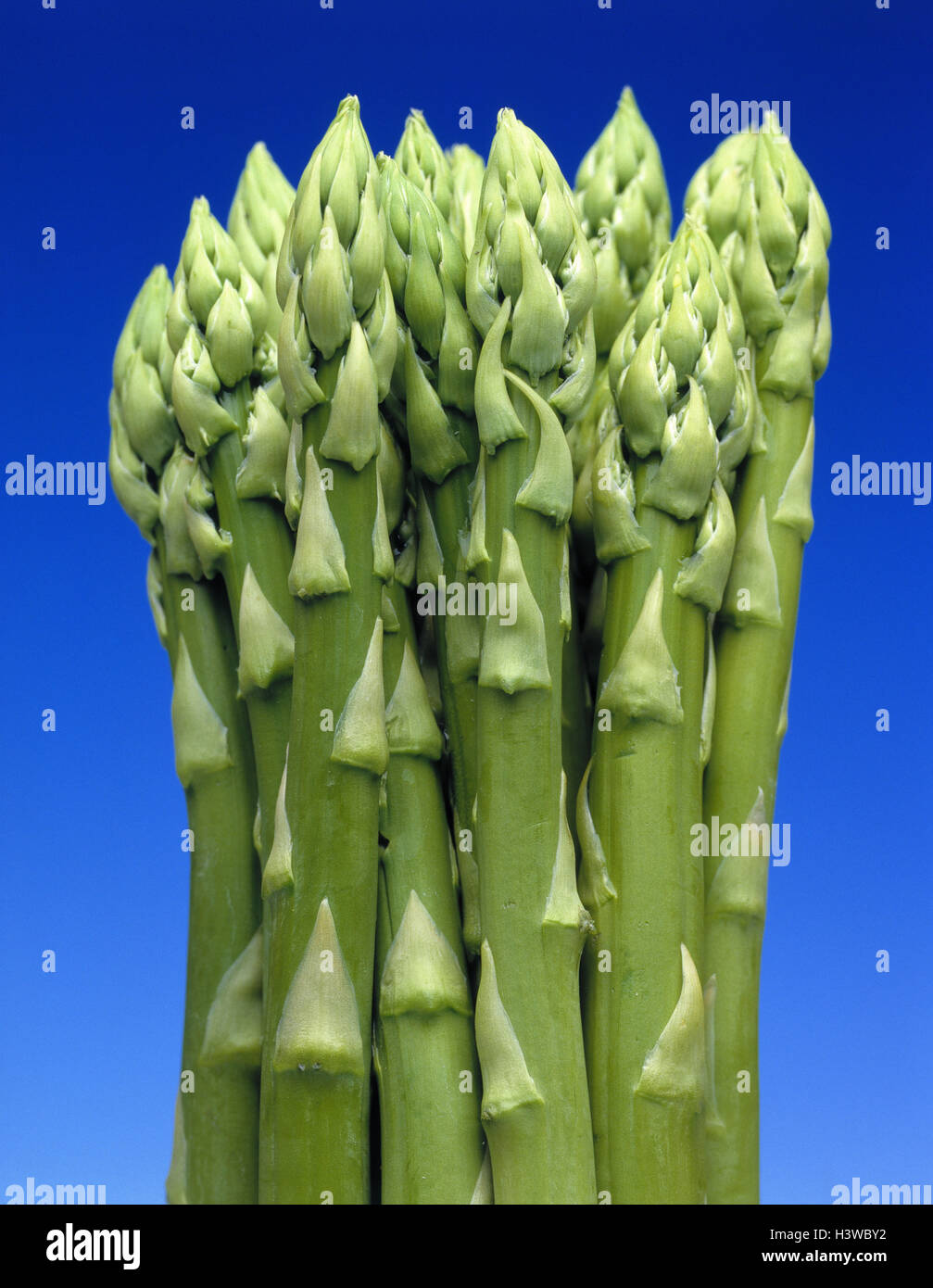 Gli asparagi verdi, dettaglio, tagliate, acido aspartico, Asparagus officinalis, Lily impianto, pioli Foto Stock