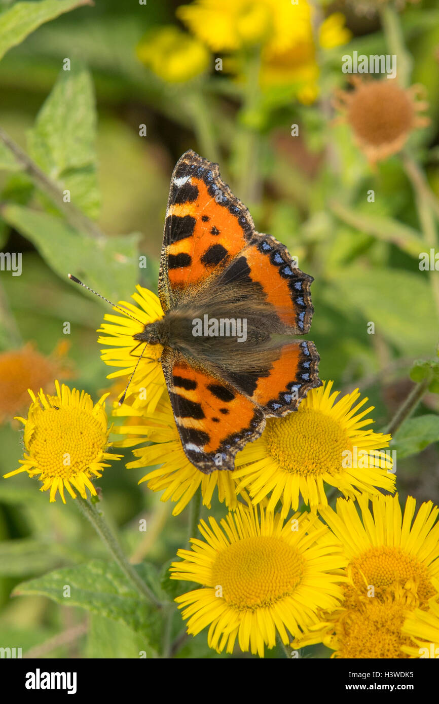 Piccola Tartaruga Butterfly, Aglais urticae Foto Stock
