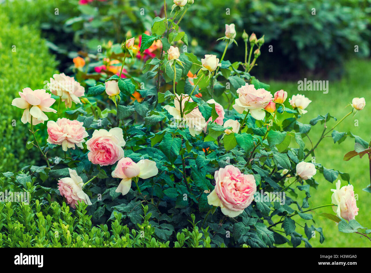 Rosaio nel giardino Foto Stock