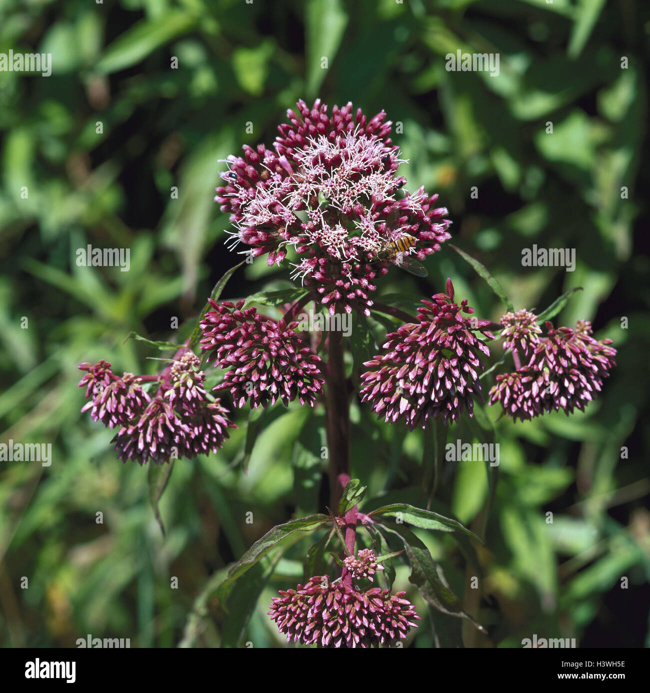 Wasserdost comune, Eupatorium cannabinum, fiorisce, natura botanica, flora, piante, fiori, acqua canapa, Eupatorium, compositi, Wasserdost, Kunigundenkraut, piante medicinali, pianta selvatica, blossom, rosso, periodo fiorisce da luglio a settembre, effetto correttivo, Foto Stock