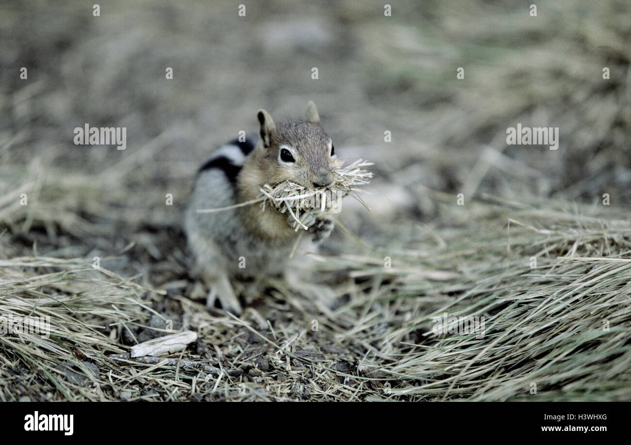 North American film croissant, Tamias striatus, mangiare America, mammiferi, mammifero, animali selvatici, animale selvatico, croissant, scoiattolino, roditori roditore, Scoiattolino, ingestione, erba, erba delle lame Foto Stock