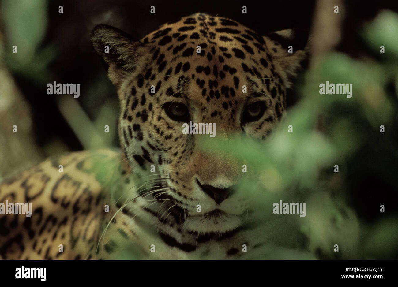 Panama, Darién national park, Jaguar, Panthera onca, ritratto, America Centrale, República de Panamá, Darien Nationalpark, UNESCO-mondo natura erede, foresta pluviale, la fauna, gli animali, gli animali selvatici, mammiferi predatori, grande gatti gatti grandi, Felidae, giacciono, riposo, rel Foto Stock