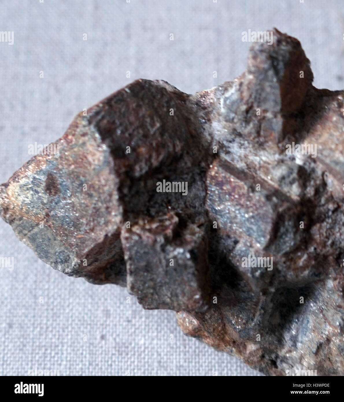 Un campione di scisto, a medio e a grana grossa, foliated, rocce metamorfiche contenenti tipicamente Muscovite, Biotite, clorito e quarzo. Feldspar, solitamente albite o oligoclase, inoltre si verifica comunemente. In data xx secolo Foto Stock