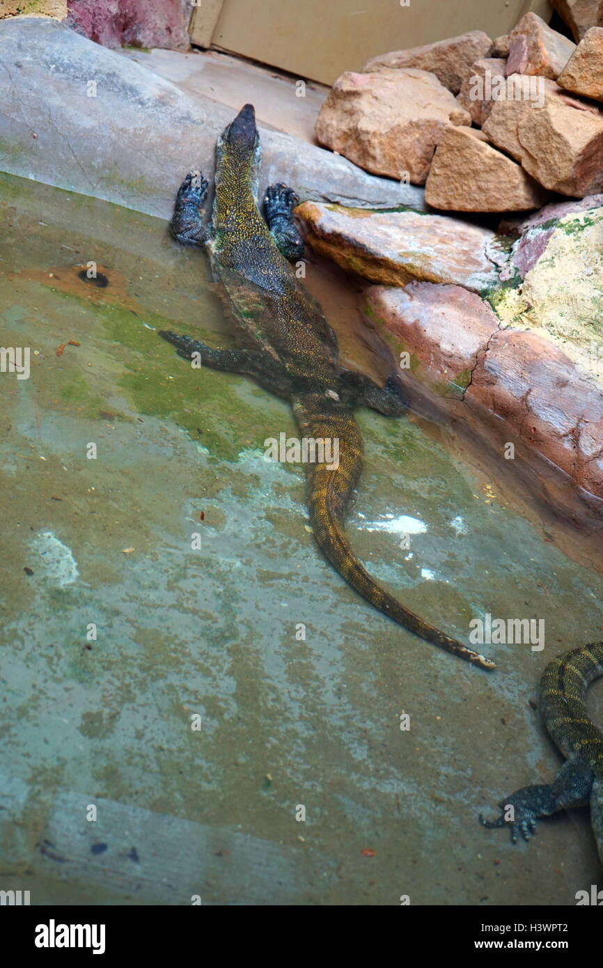 Il monitor del Nilo (Varanus niloticus) è un elemento di grandi dimensioni del monitor lizard (Famiglia Varanidae) trovato in tutto il territorio dell'Africa Foto Stock