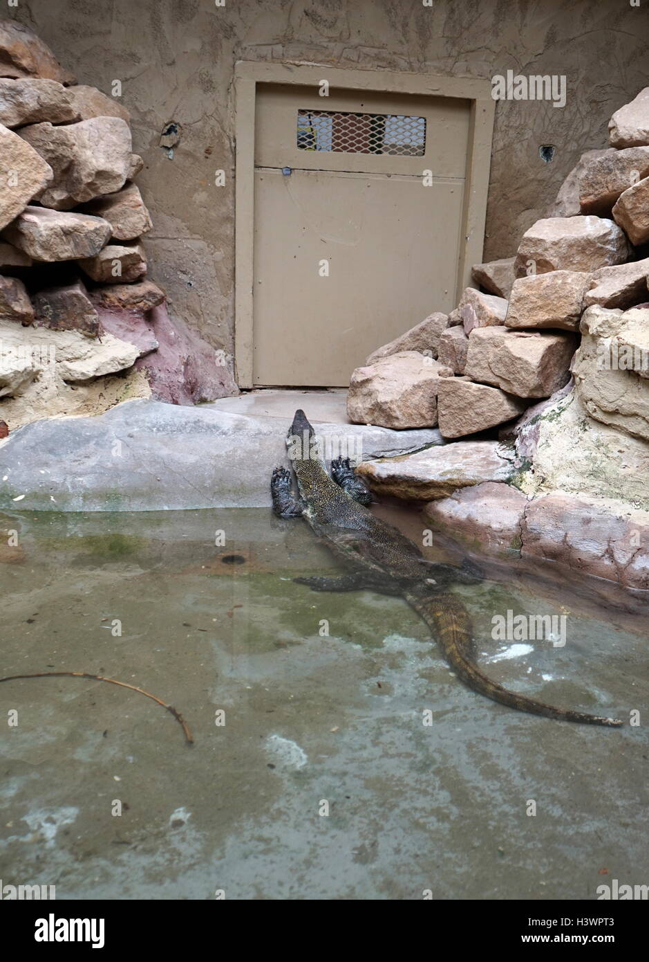 Il monitor del Nilo (Varanus niloticus) è un elemento di grandi dimensioni del monitor lizard (Famiglia Varanidae) trovato in tutto il territorio dell'Africa Foto Stock