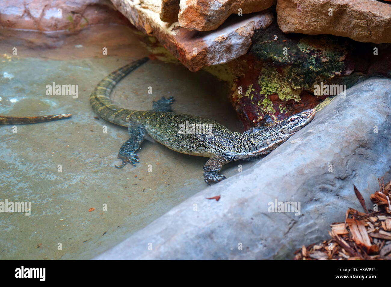 Il monitor del Nilo (Varanus niloticus) è un elemento di grandi dimensioni del monitor lizard (Famiglia Varanidae) trovato in tutto il territorio dell'Africa Foto Stock