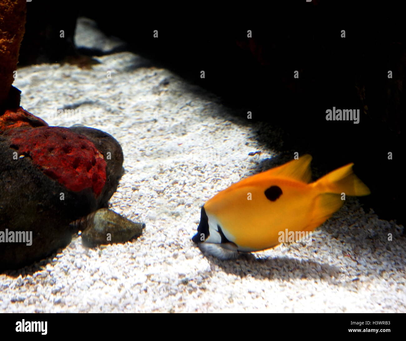 Il foxface rabbitfish (Siganus vulpinus)una specie di pesci trovati a barriere coralline e lagune tropicali del Pacifico occidentale Foto Stock