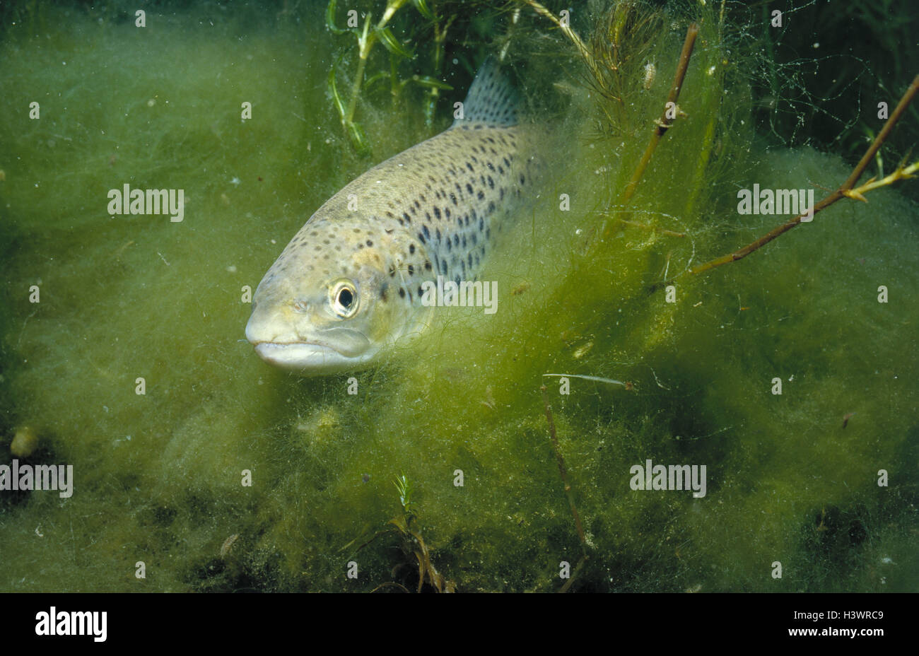 Registrazione subacquea, trota di fiume, Salmo trutta forma fario, dettaglio, acqua, piante, unterwater piante, pesci, trota, pesce di acqua dolce, cibo pesci, alghe, dettaglio medie close-up, pesce 2005 Foto Stock