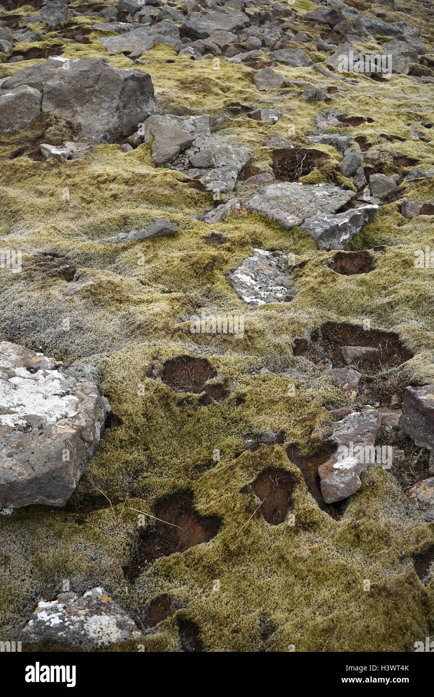 I campioni di muschio e alghe su roccia vulcanica, Islanda. Recante la data del XXI secolo Foto Stock