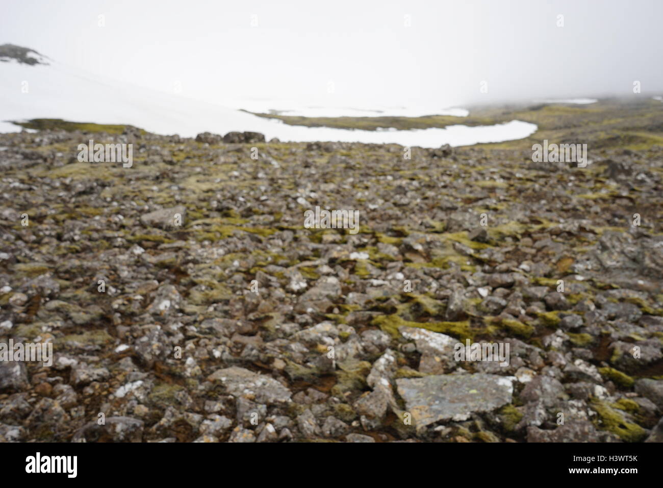 I campioni di muschio e alghe su roccia vulcanica, Islanda. Recante la data del XXI secolo Foto Stock