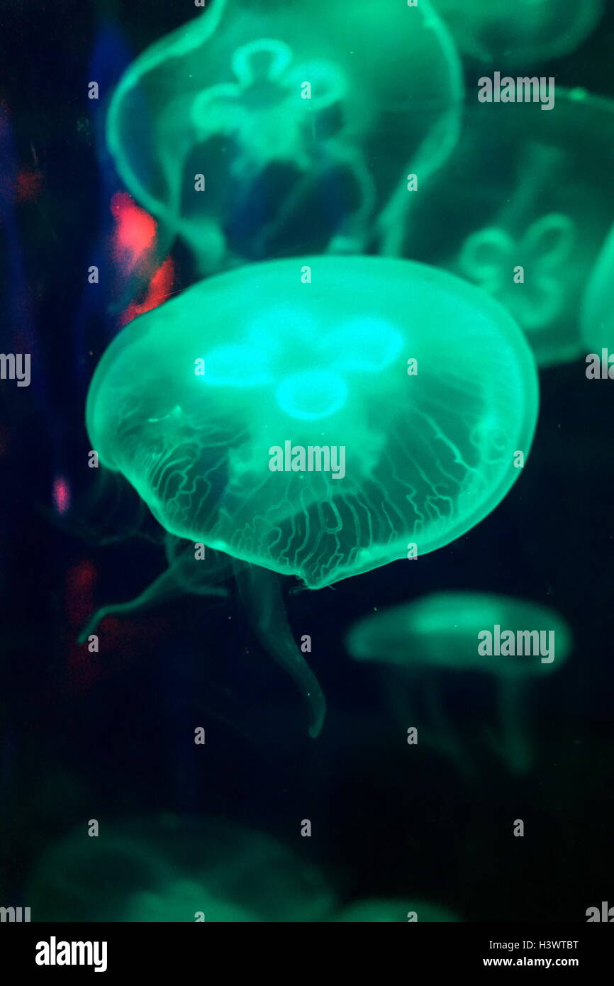 Aurelia aurita, una medusa traslucida che è riconosciuta per i suoi quattro ferri di cavallo - gonadi sagomati che sono visibili attraverso la parte superiore della campana. Recante la data del XXI secolo Foto Stock