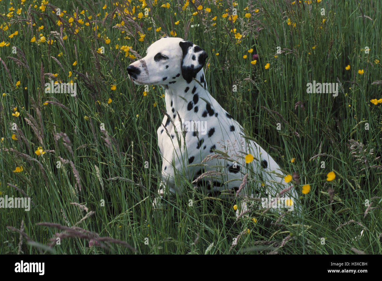 Dalmati, giovani, fiore prato, sit animale, animali, mammifero, mammiferi, Mammalia, cane cani, Canidae, razza di cane, cane pedigree, pet, animali domestici, cane, in bianco e nero, chiazzato, erba, prato, blossom Foto Stock