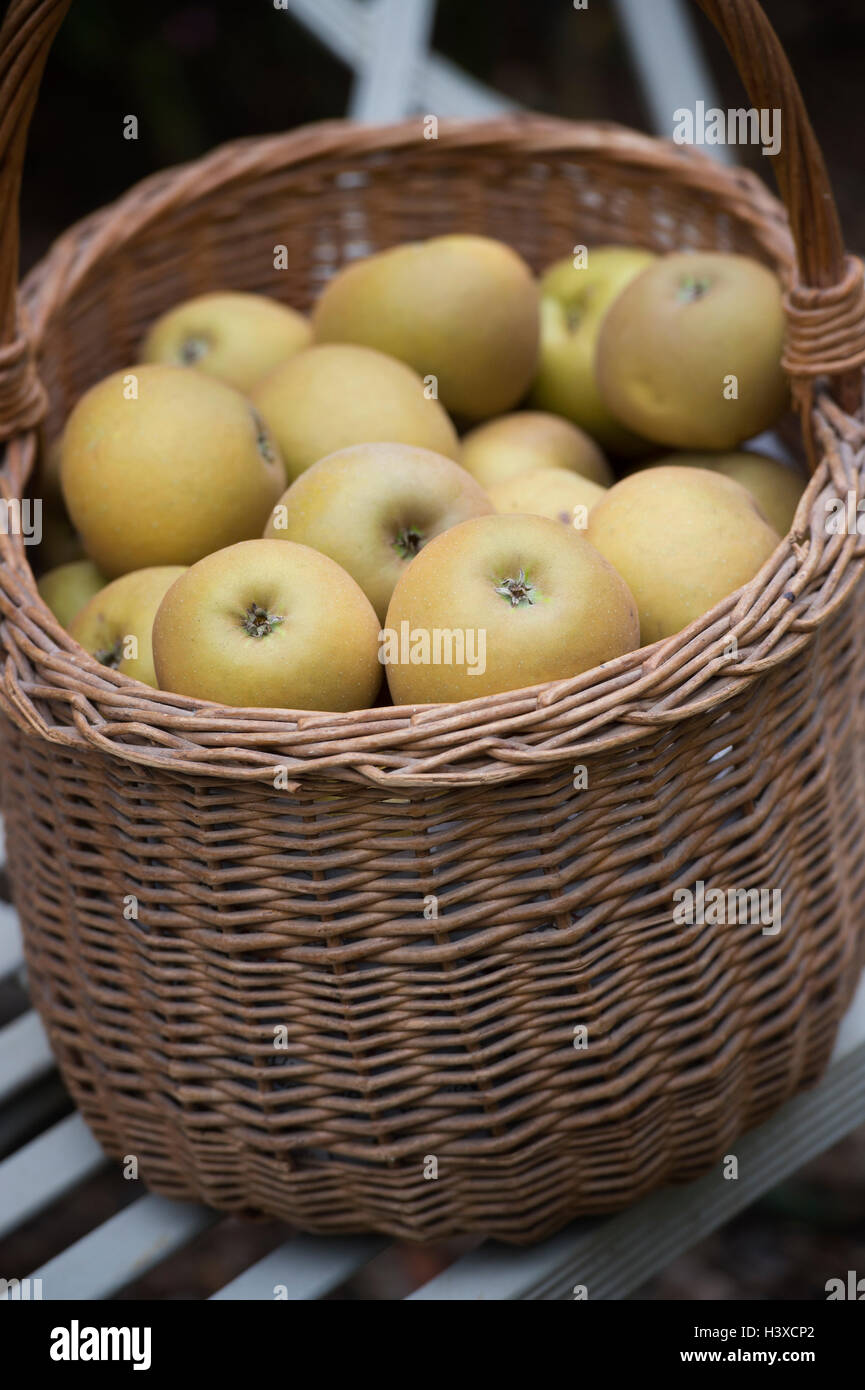 Malus domestica . Inglese le mele in un cesto su una sedia da giardino Foto Stock