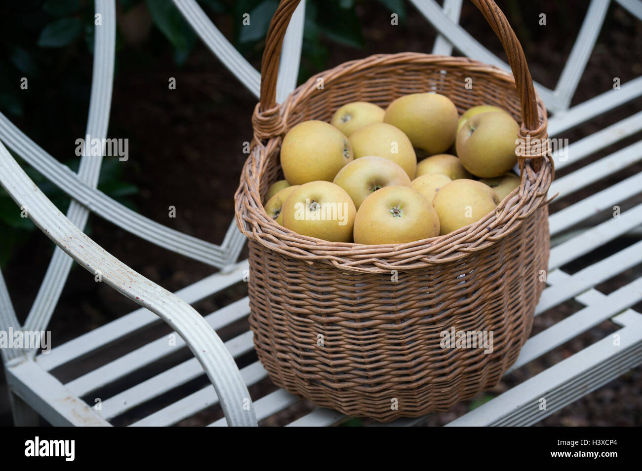 Malus domestica . Inglese le mele in un cesto su una sedia da giardino Foto Stock
