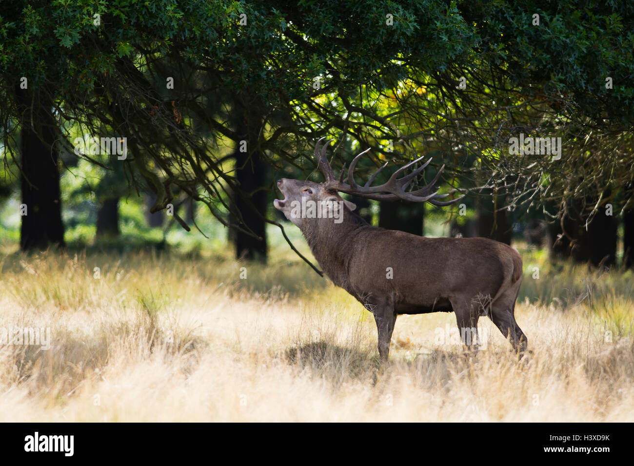 Red Deer in Richmond Park Foto Stock