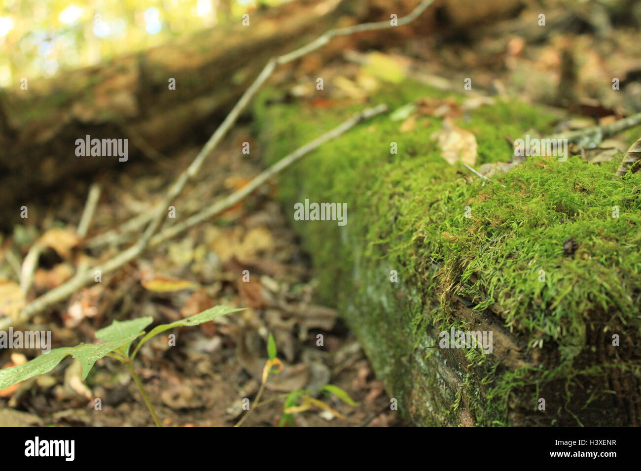 Moss su una vecchia scheda nel bosco Foto Stock