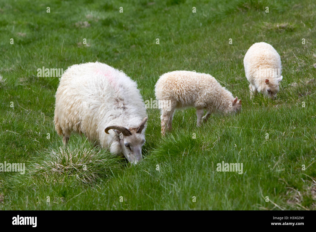 Icelandic Sheep Pecora che pascola con due agnelli in Islanda Foto Stock