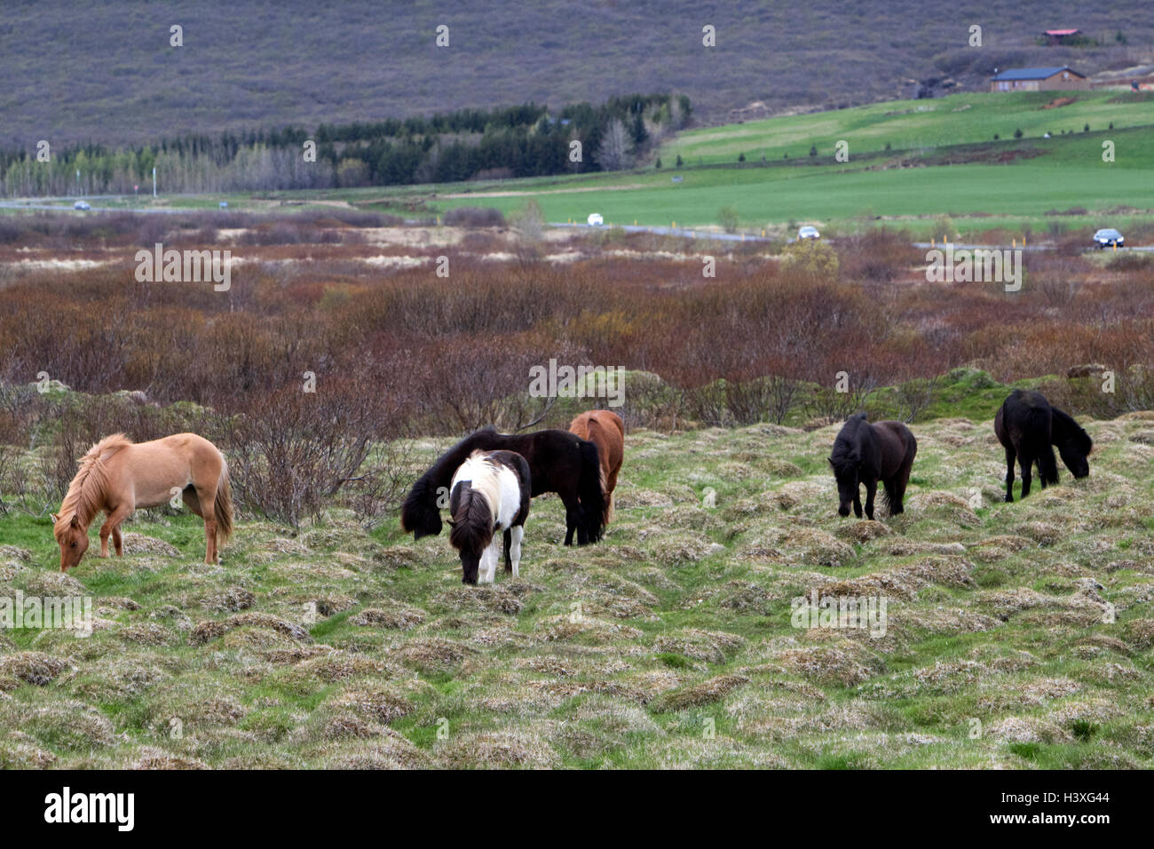 Allevamento di cavalli islandesi nella campagna Islanda Foto Stock