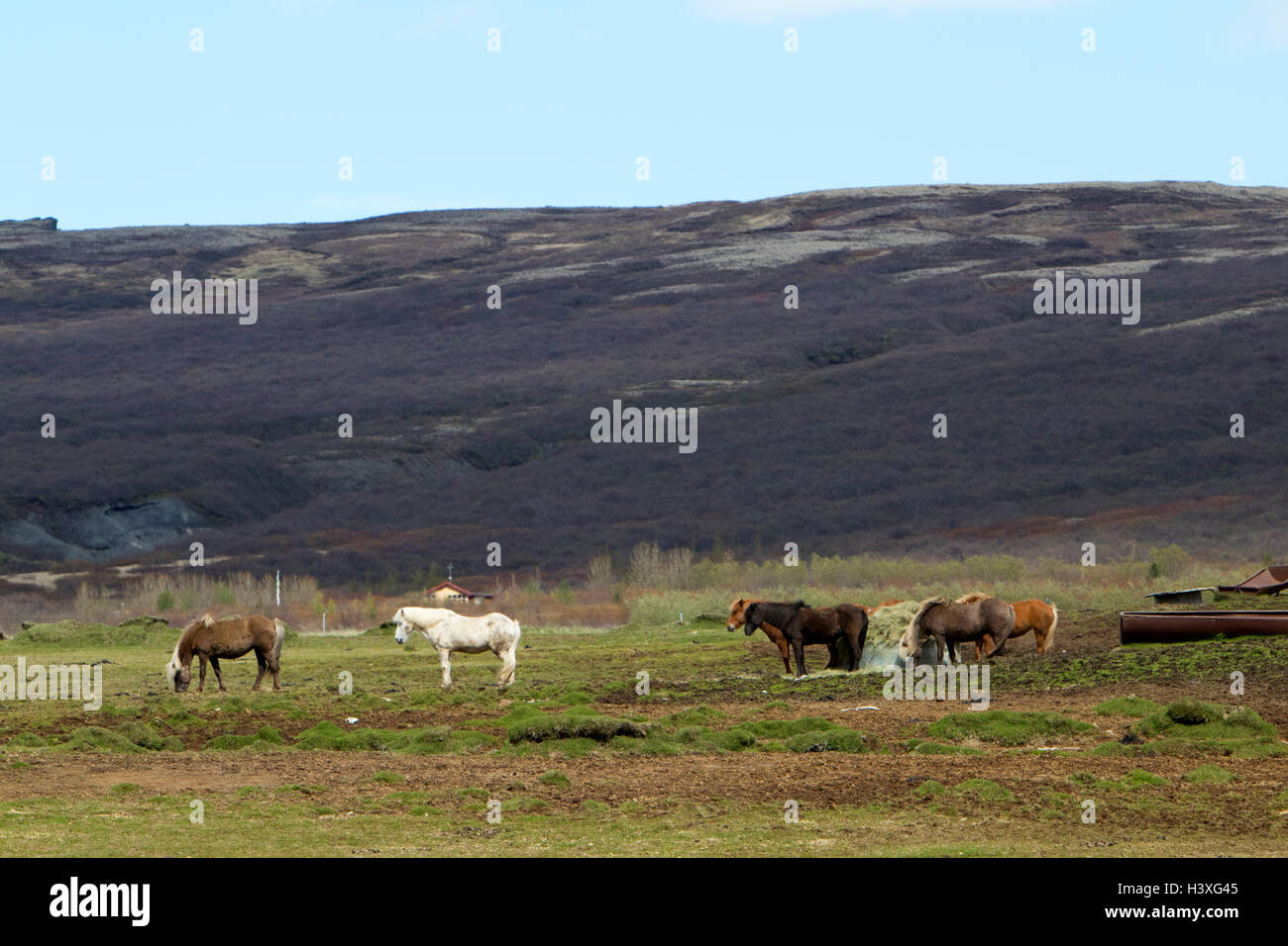 Allevamento di cavalli islandesi nelle zone rurali periferiche montagna campagna Islanda Foto Stock