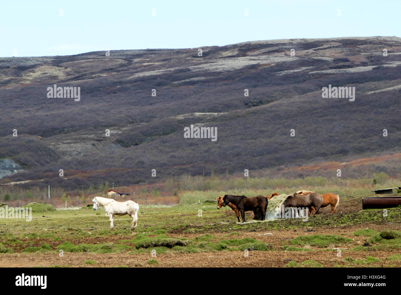 Allevamento di cavalli islandesi nelle zone rurali periferiche montagna campagna Islanda Foto Stock