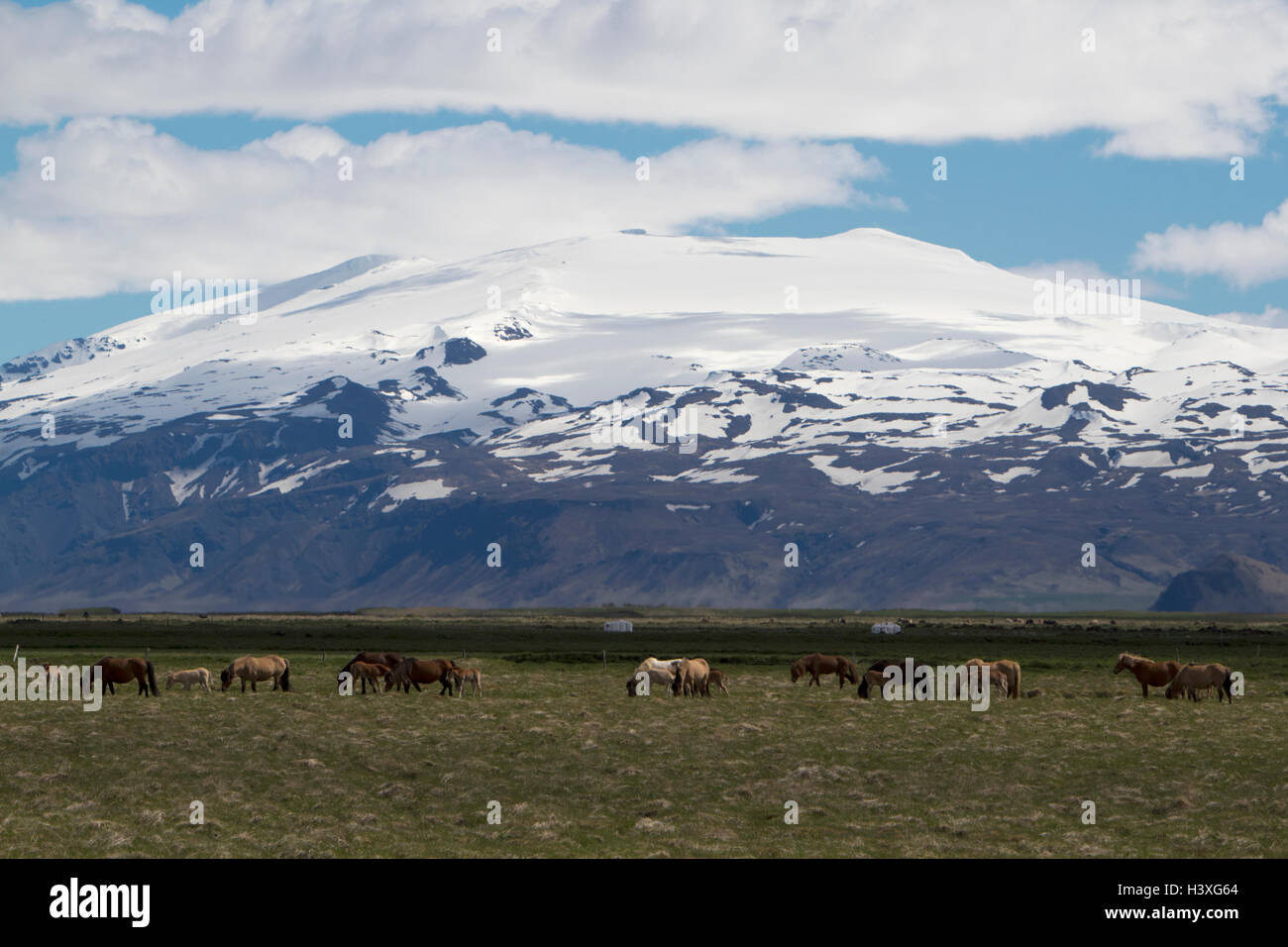 Allevamento di cavalli islandesi sotto coperta di neve hekla stratavolcano Islanda Foto Stock