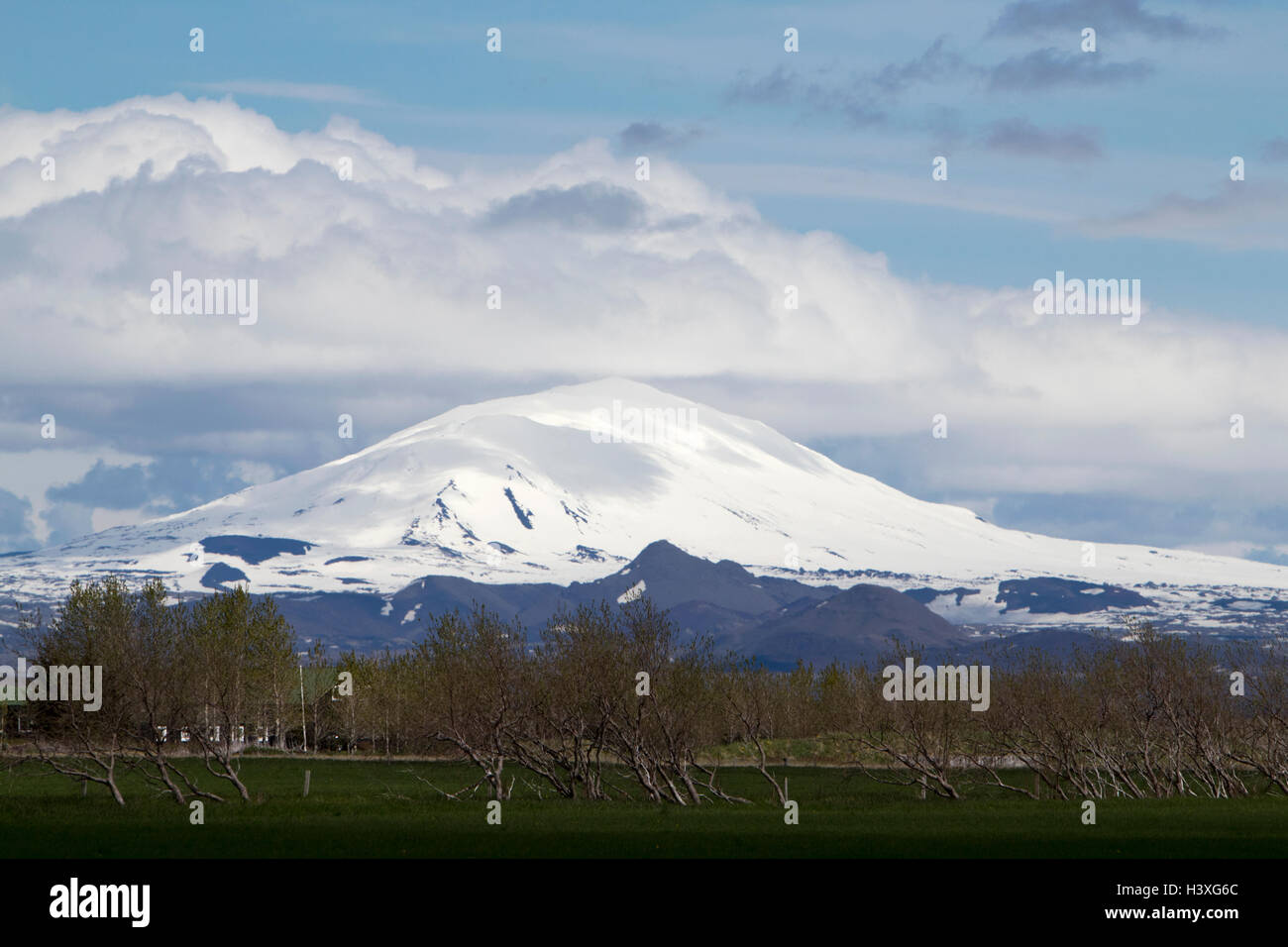 Vento alberi bruciati nei campi sotto la coperta di neve hekla stratavolcano Islanda Foto Stock