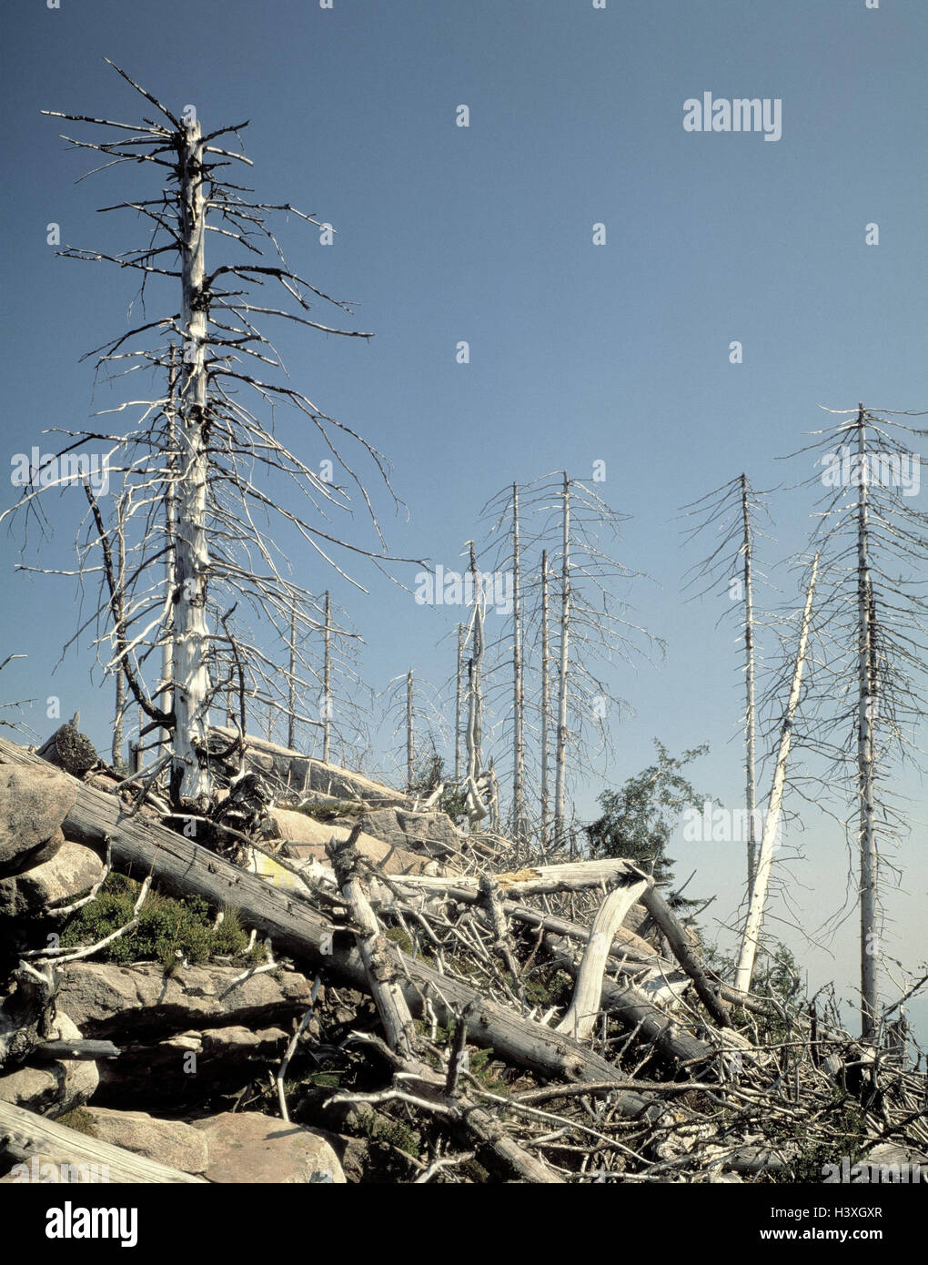 Legno, foresta morte, foresta di decessi, alberi, linee, mortale, inquinamento ambientale, ambiente, inquinamento atmosferico e il cambiamento climatico, Foto Stock