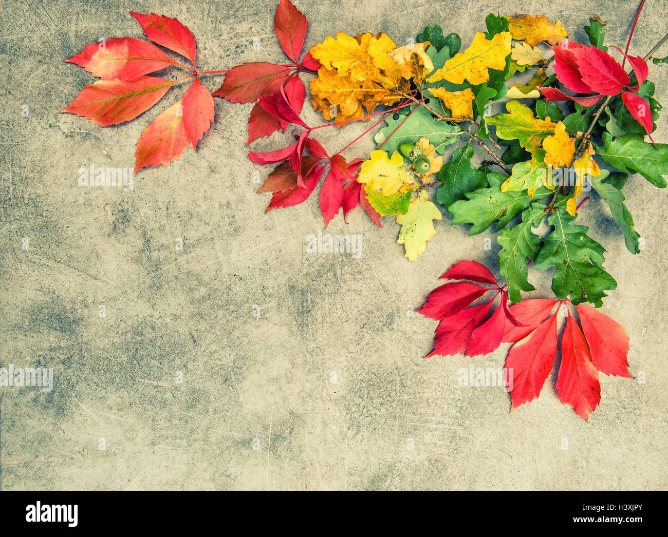 Quercia e acero Foglie di autunno su grungy sfondo di pietra. In stile vintage tonica foto Foto Stock