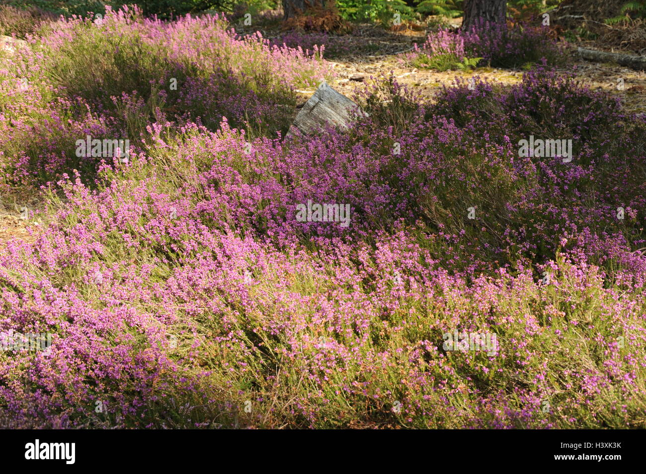 Rosa Heather crescente selvatici su Heath-land Foto Stock