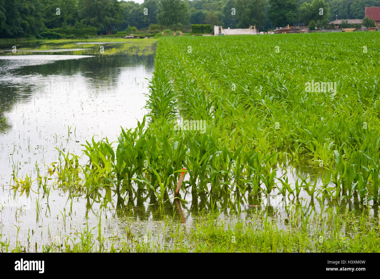 Il mais in acqua dopo la pioggia pesante nei Paesi Bassi. Foto Stock