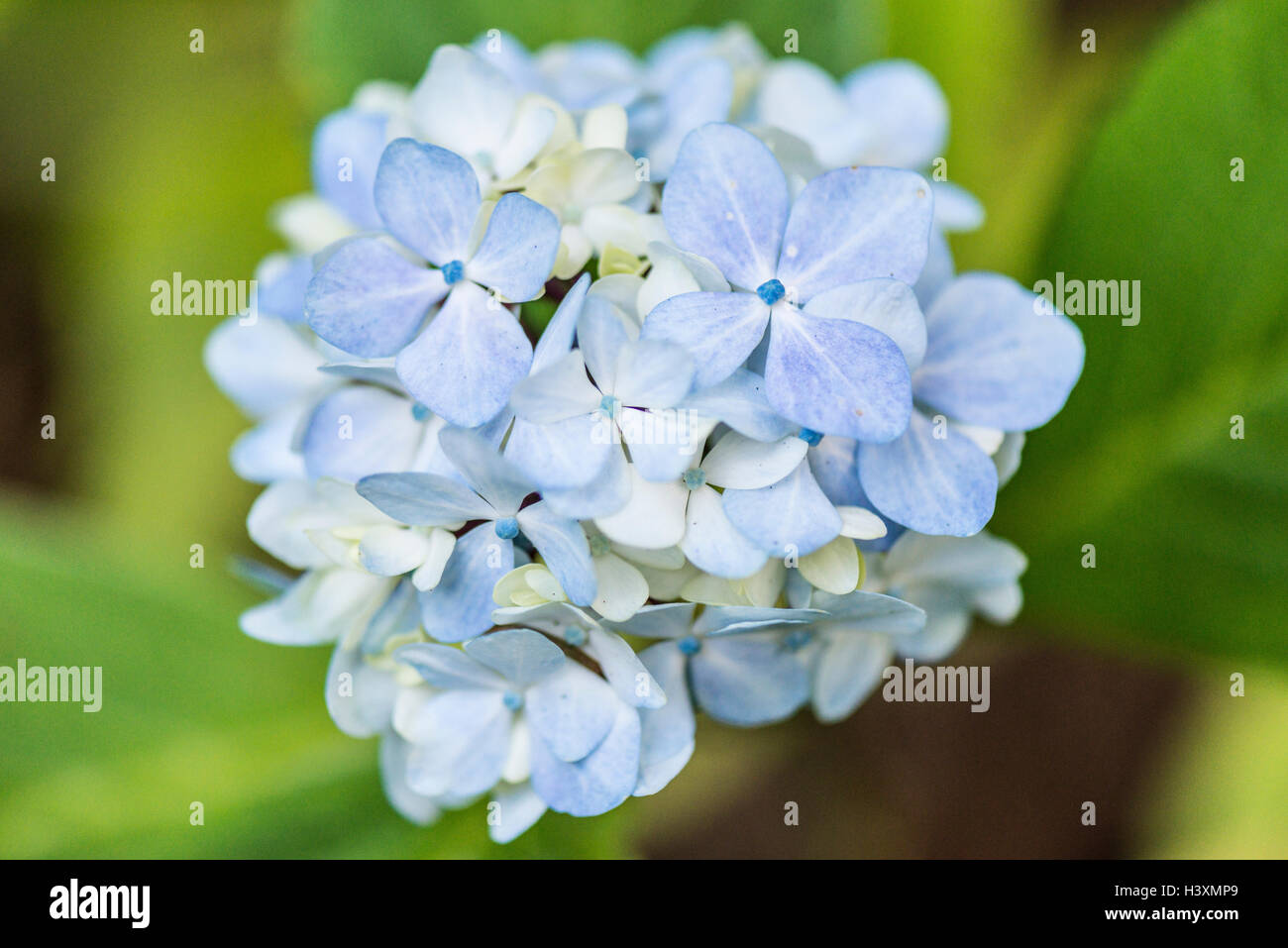 Hydrangea macrophylla 'Nigra' Fiore Foto Stock