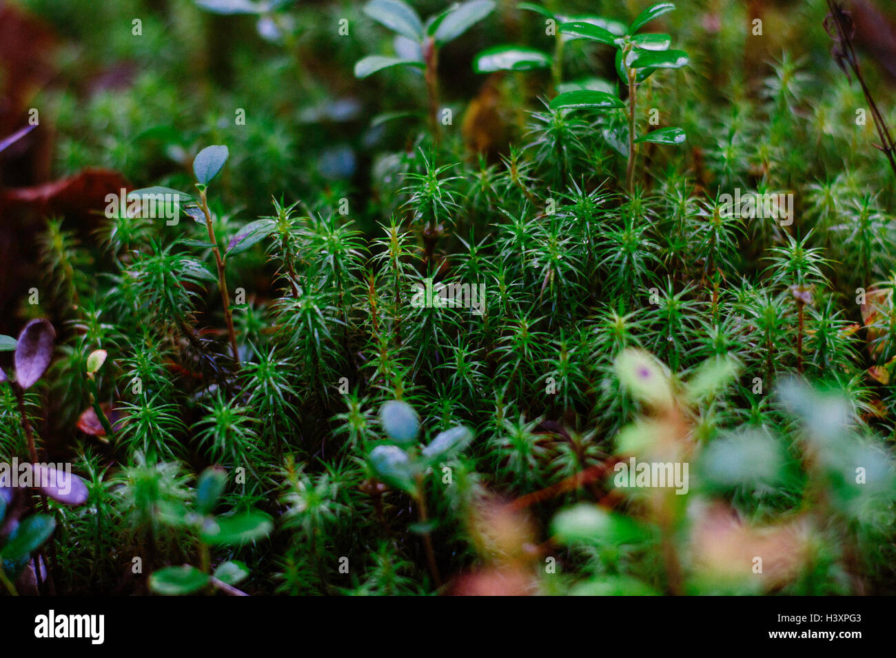 Forest moss texture vista superiore del piano globale Foto Stock