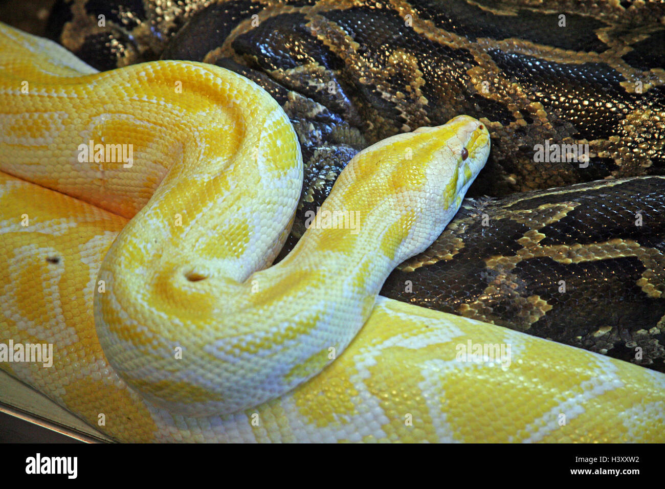 Albino pitone birmano,Zoo Zagabria,2 Foto Stock