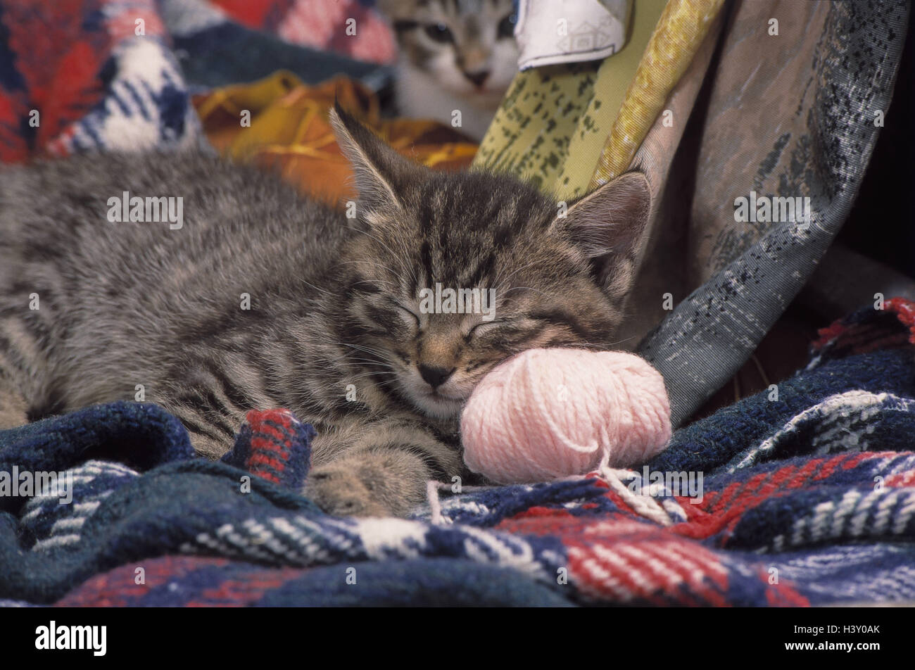 Gatto, Unione dei capelli corti, strisce, giovane animale, dormire, tappi, Wollknäuel mammiferi, mammifero, animali domestici, pet, gatti gatto di casa, Felidae, giovani, giovani, giacciono, riposo, fatica, coperta di lana, all'interno, giovani animali Foto Stock