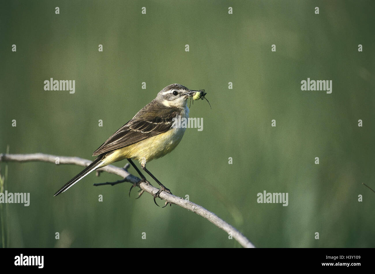 Forcella, Schafstelze, Motacilla flava, flava, cibo, anteprima, uccelli, uccelli e animali selvatici, animale selvatico, uccelli canori, Songbird, Oscines, palafitte, Motacillidae, wagtail Giallo, Blu-headed Wagtail, food search, rivestimento della ricerca, preda, insetti Foto Stock