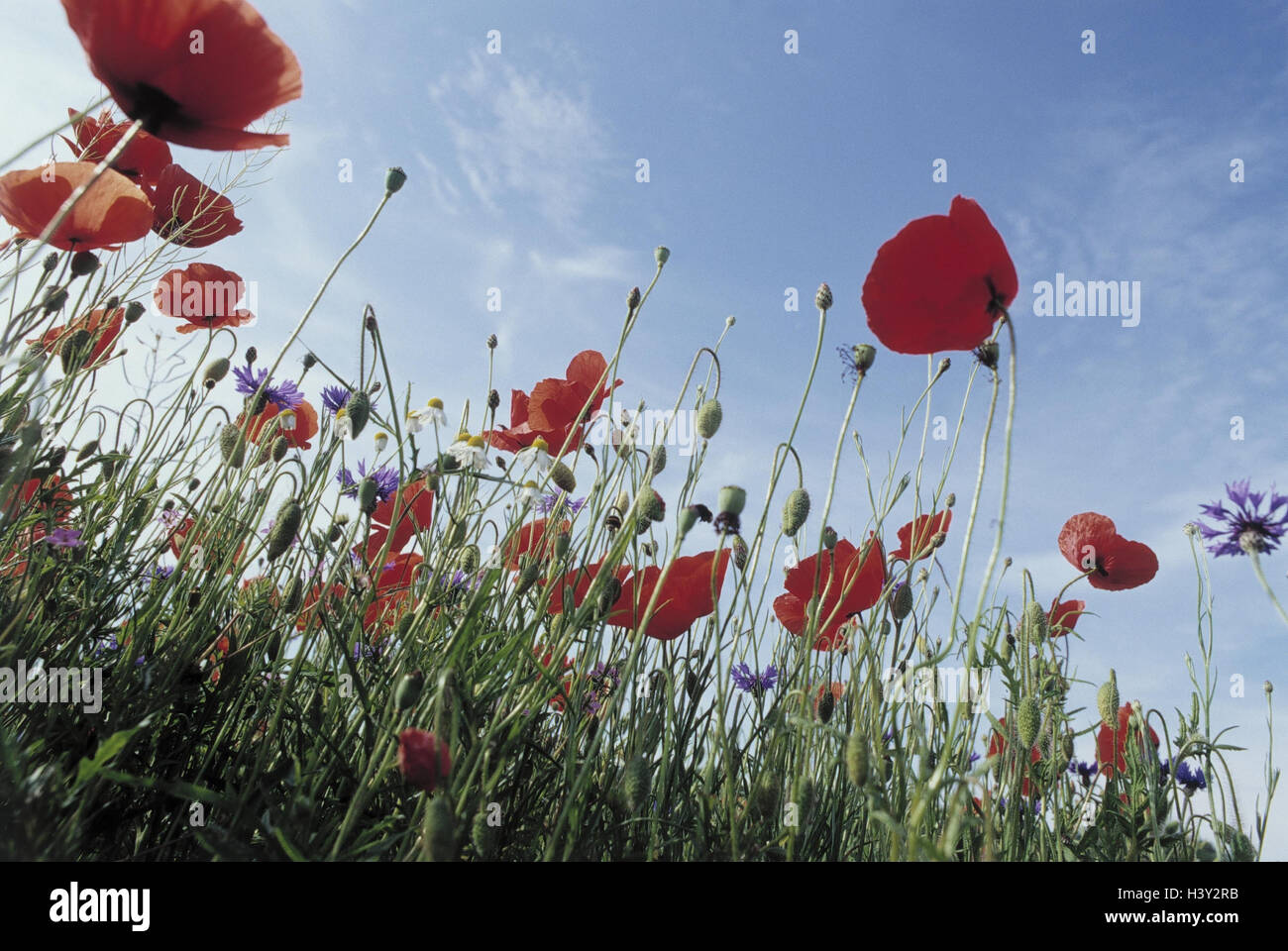 Prato, papaveri, Papaver spec., dettaglio, fiori, piante, natura botanica, vegetazione, semi di papavero, fiorisce, blossom, blur flower meadow, estate, battete i semi di papavero, cielo Foto Stock