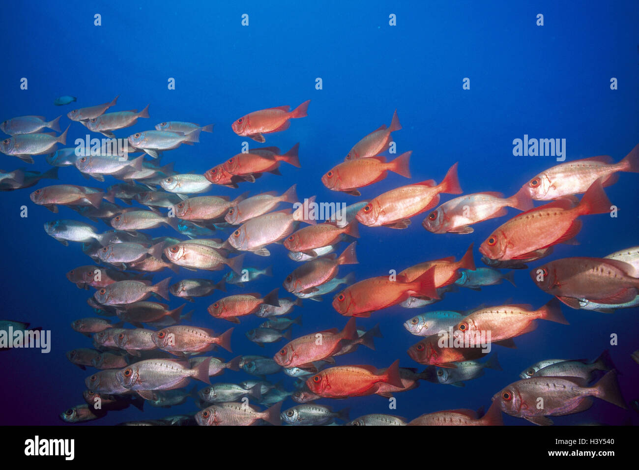 Il mare rosso, pesce sogno, reef-aspirazione lordo posatoi, Priacanthus harmur pesci pesci marini, pesci di mare, sogno, burbero-simili, Perciformes, Prianathidae, aspirazione lordo posatoi, mare Foto Stock