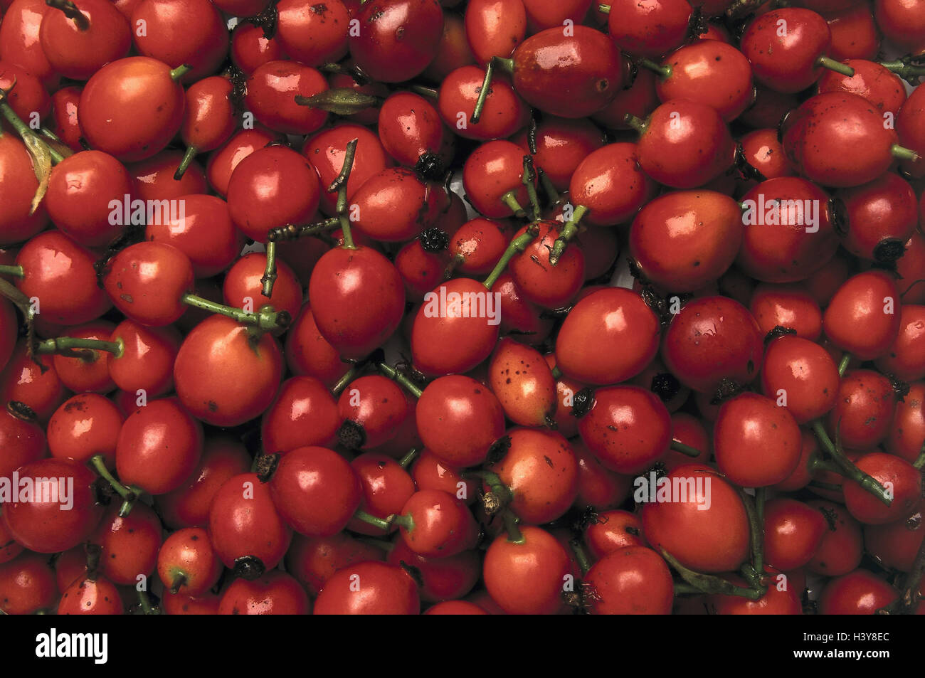 Rosa canina, rosa canina Rosa spinosa, frutti, vegetali, frutti, sana, vitamina C, still life, vicino, Foto Stock