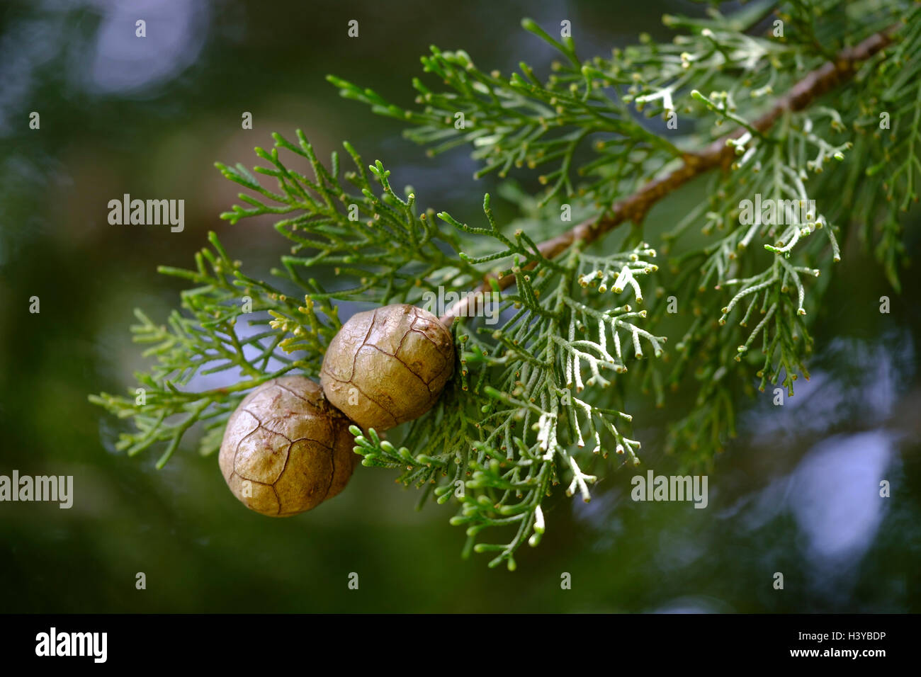 Cypress alberi coni Foto Stock