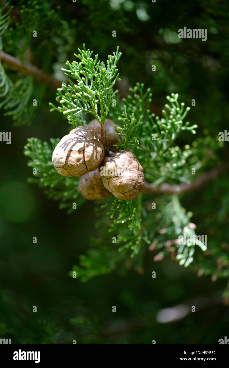 Cypress alberi coni Foto Stock