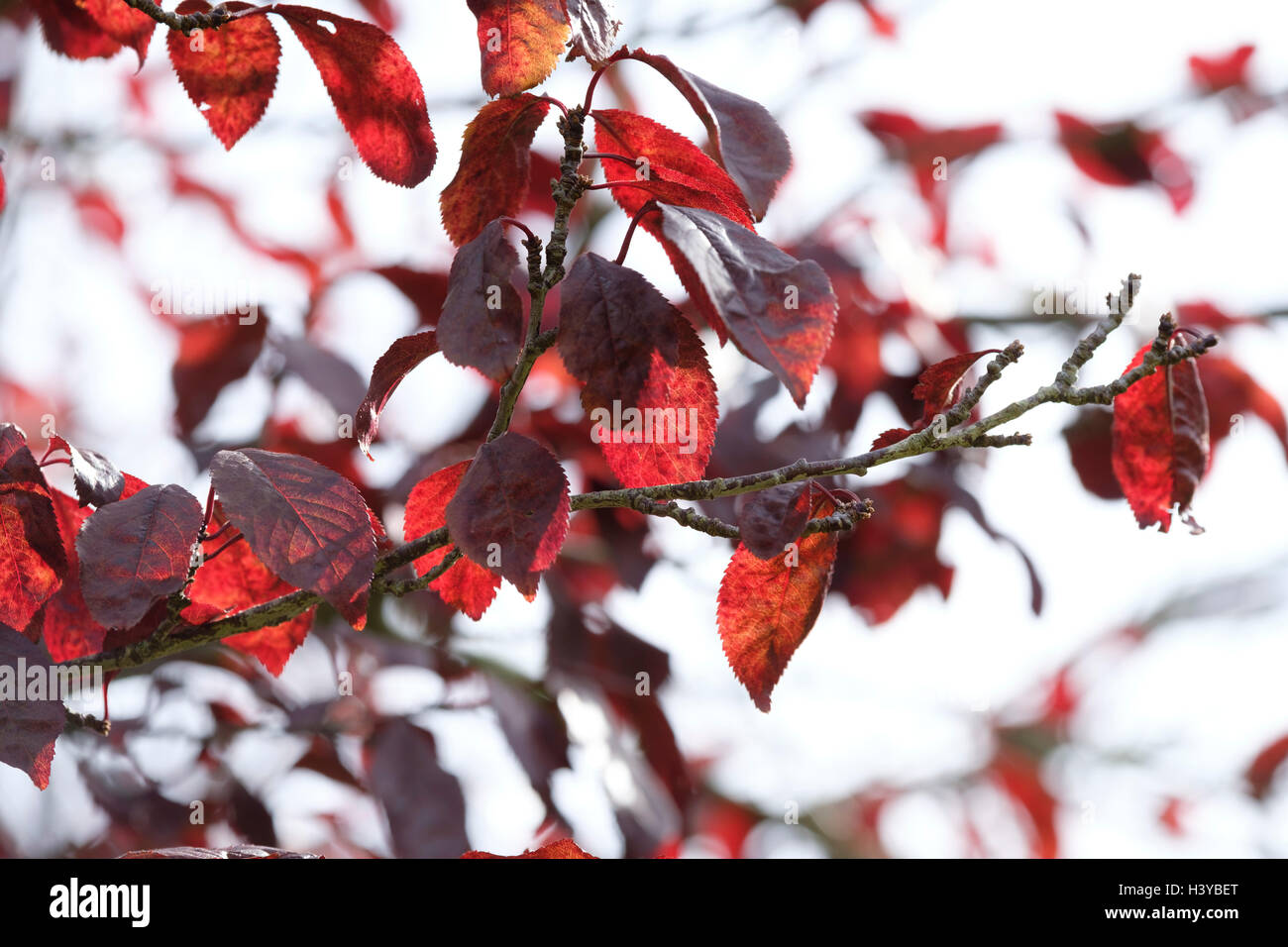 Foglie rosse retroilluminate su un albero di prugna Foto Stock
