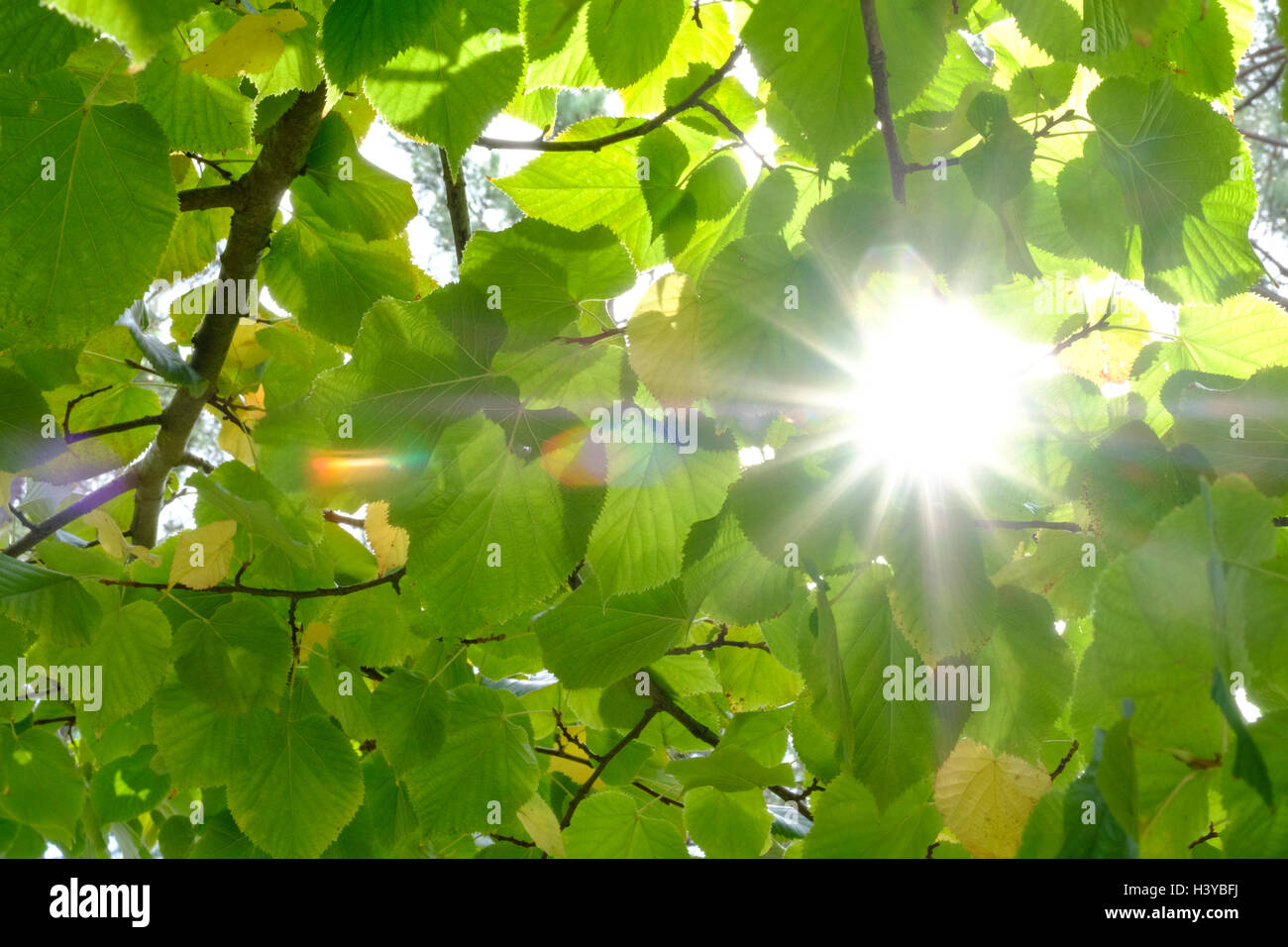 Sole che splende attraverso foglie di albero Foto Stock