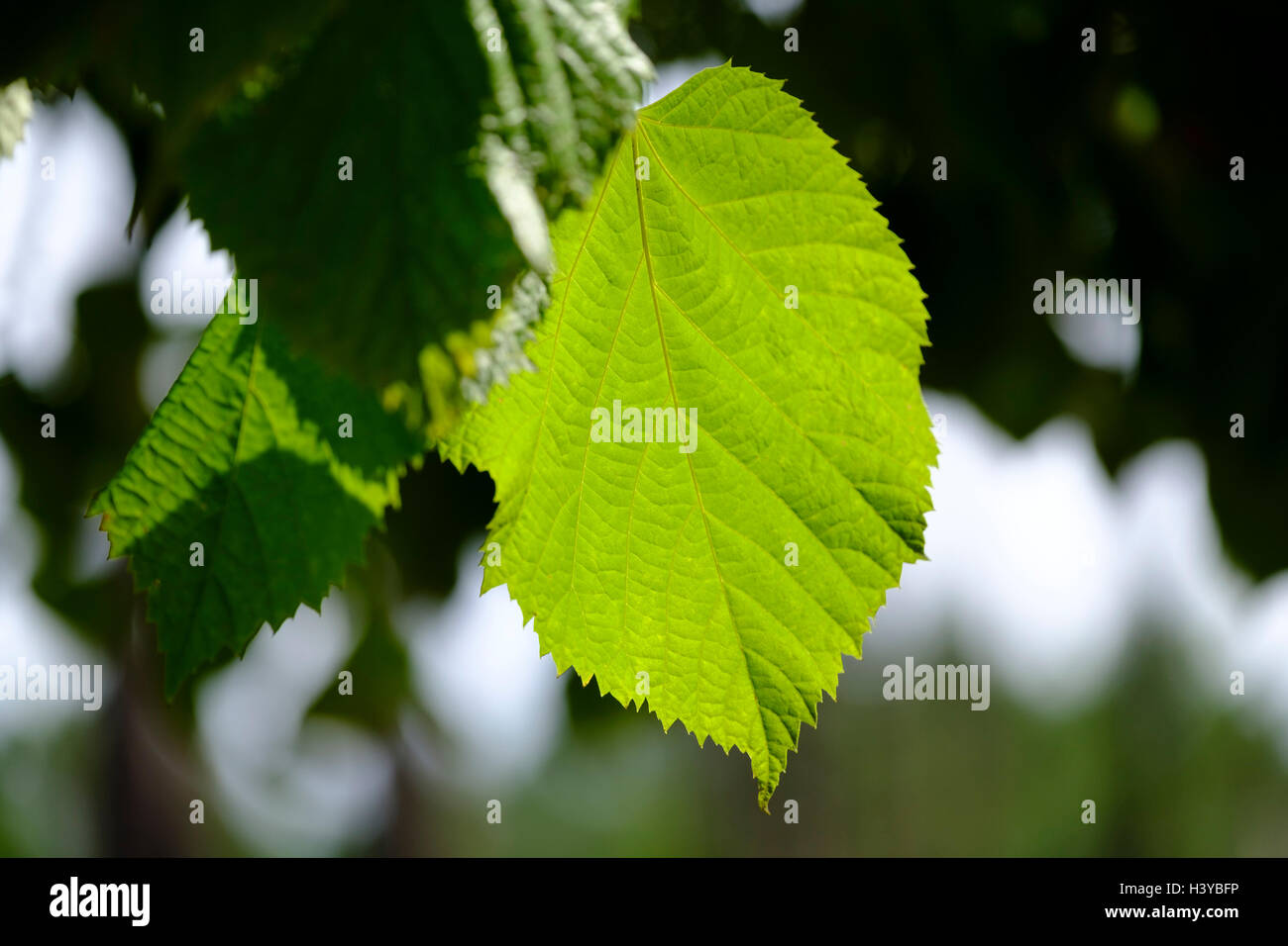 Corylus avellana aka hazel comune foglie retroilluminate dal sole Foto Stock
