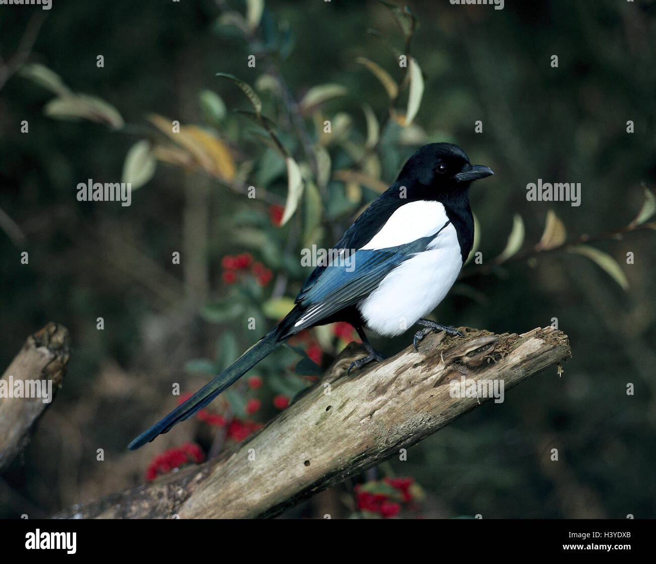 Gazza, Pica pica, ramo, sedersi, animali animali, uccelli, uccelli, Rabenvogel, raven uccelli Corvidae, Songbird, uccelli canori, Oscines Foto Stock