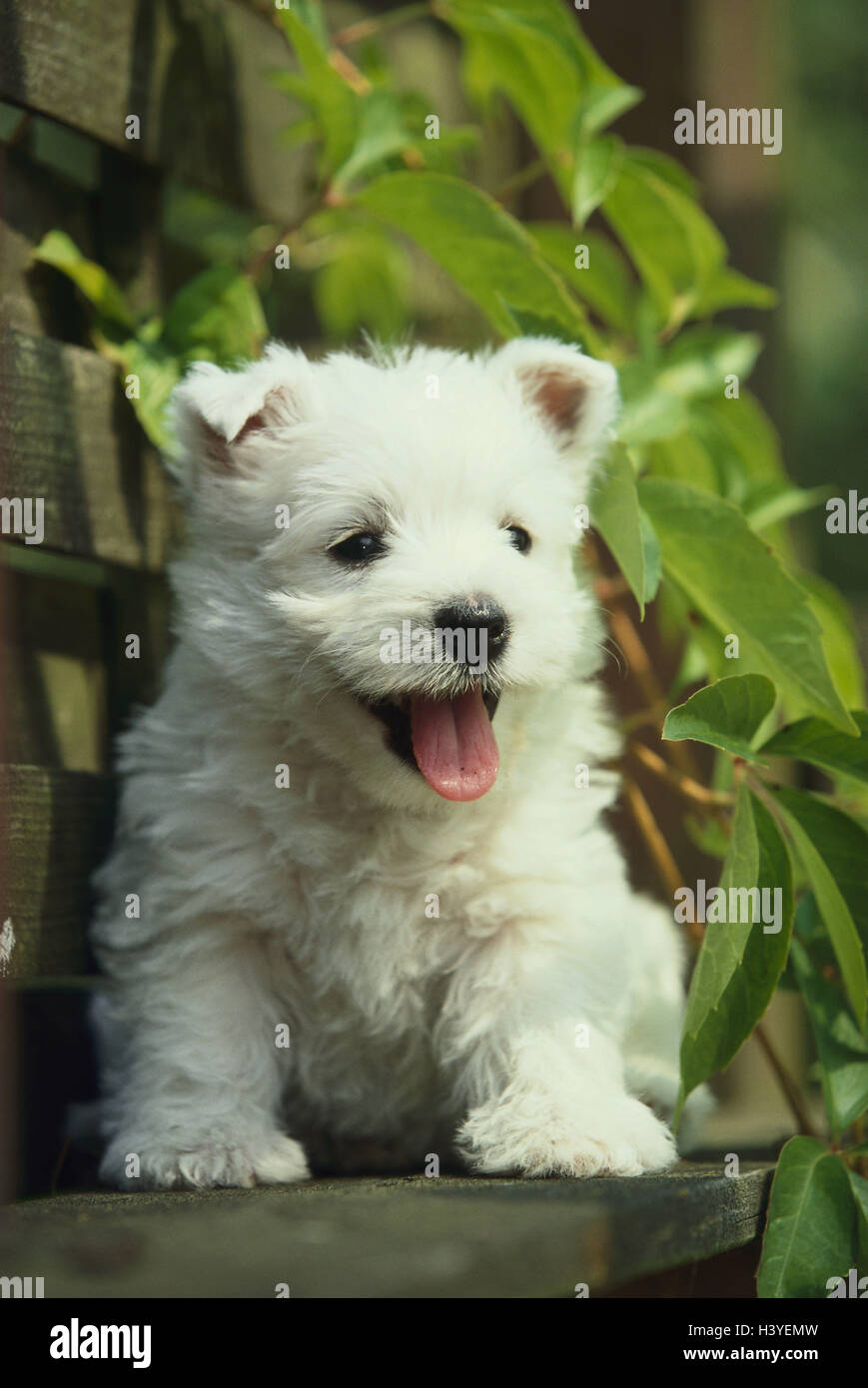 West Highland White Terrier, cucciolo, animale, animali, mammifero, mammiferi, cane cani, Canidae, pet, animali domestici, giovane animale, giovani, bianco, cane cucciolo, animali giovani, cane di razza, la razza, pedigree cane, terrier, sedersi, banca di legno, esterno Foto Stock