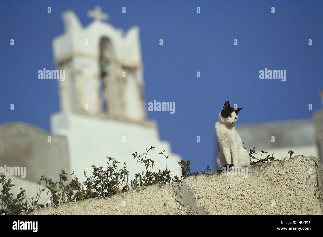 La Grecia, Santorin, chiesa, dettaglio, mura difensive, cat Cicladi, isola delle Cicladi, Thera, Thira, Santorini, Steeple, sfocatura, chiesa muro difensivo, il gatto di casa Foto Stock